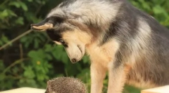 Non-propagační hezký: zda husky může štěkat a jak to dělají